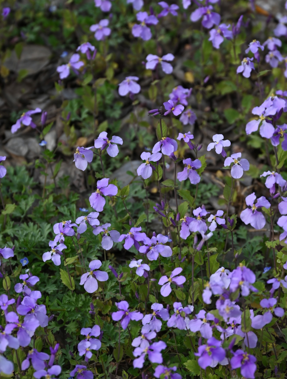DSC_1056_副本.jpg
